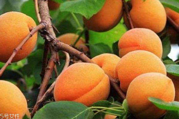 杏子和青梅的區(qū)別 青梅的營養(yǎng)價(jià)值