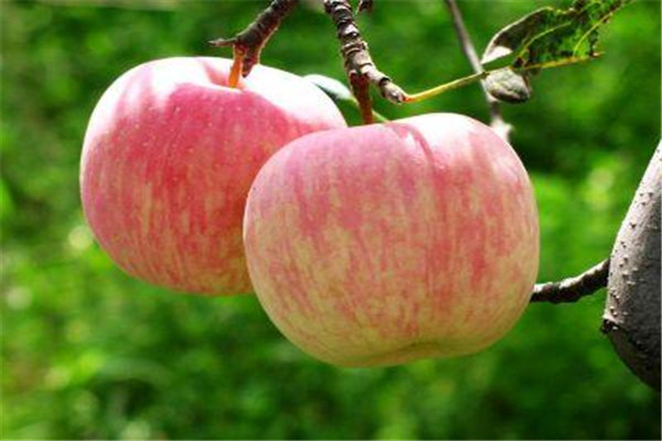 吃蘋(píng)果會(huì)胖嗎 減肥的人可以適當(dāng)是蘋(píng)果