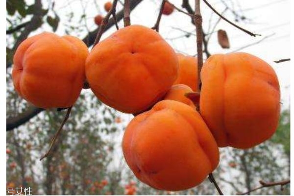 柿子有什么營養(yǎng)價(jià)值呢 吃柿子有什么好處呢