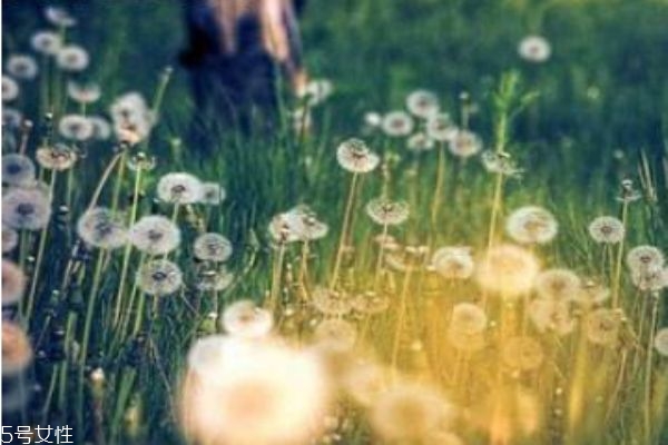 蒲公英有什么營養(yǎng)價(jià)值嗎 蒲公英可以吃嗎