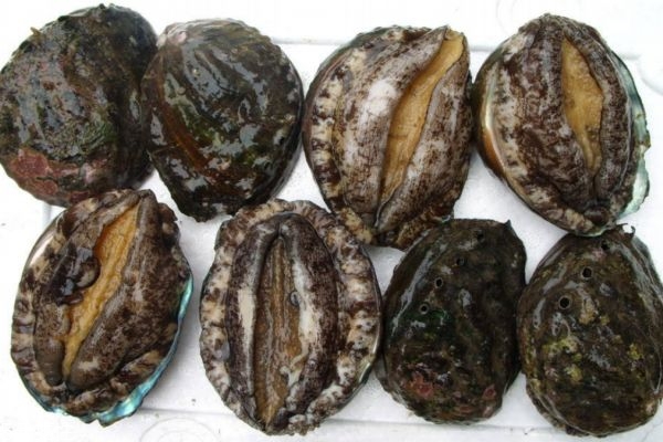 鮑魚生長在哪里呢 鮑魚主要產自哪里呢