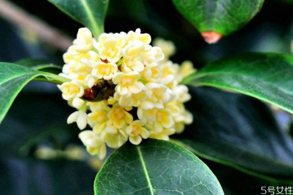 桂花的花語是什么呢 桂花的生長(zhǎng)環(huán)境是怎么樣的呢