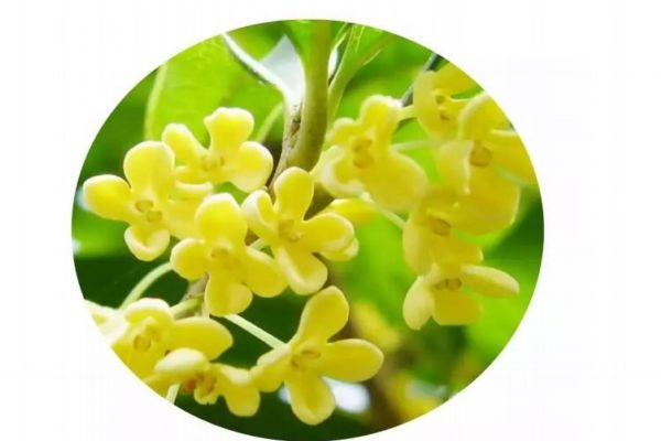 桂花的花語是什么呢 桂花的生長(zhǎng)環(huán)境是怎么樣的呢