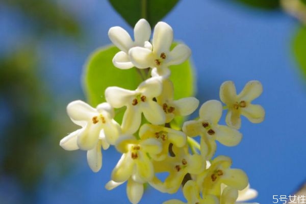 桂花的花語是什么呢 桂花的生長(zhǎng)環(huán)境是怎么樣的呢