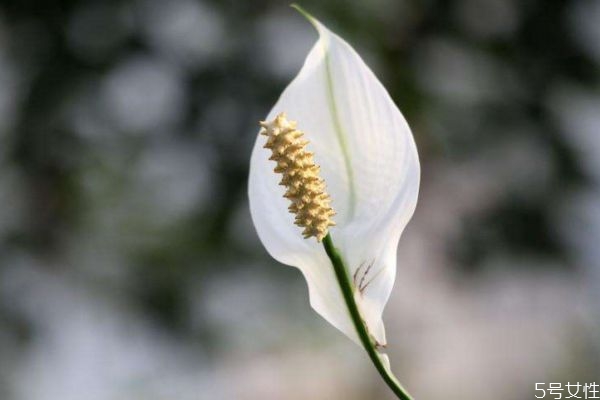 白鶴芋的花語(yǔ)是什么呢 白鶴芋的種植有什么注意的呢