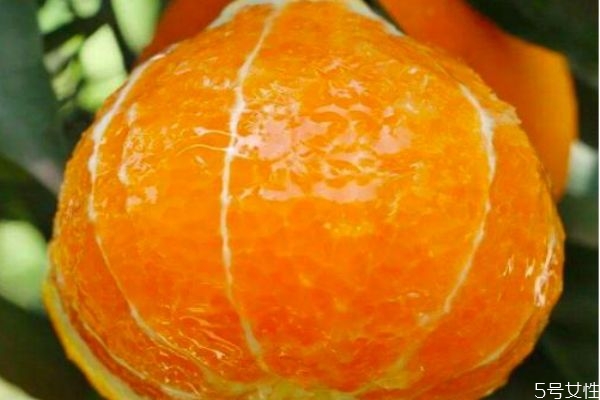 愛媛38號(hào)是橘子還是橙子 愛媛38號(hào)的營(yíng)養(yǎng)價(jià)值