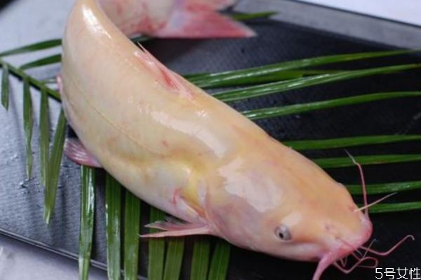 什么是淮王魚呢 淮王魚有什么營(yíng)養(yǎng)價(jià)值呢