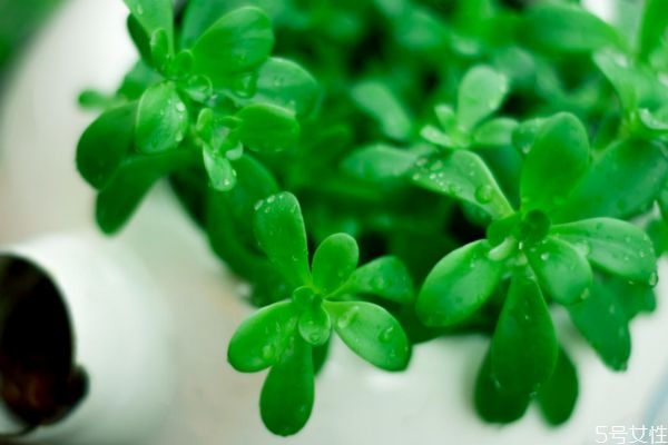 蘆薈能吃嗎 蘆薈對(duì)人體有什么好處