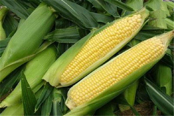 吃玉米的最佳時間 玉米?？梢灾竺鏃l嗎