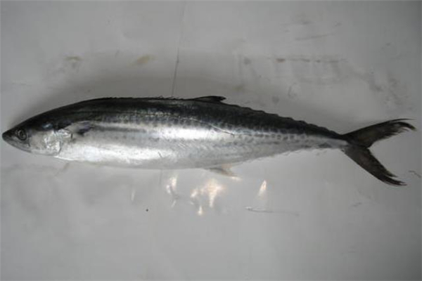 馬鮫魚(yú)什么人不能吃 膽固醇高能吃馬鮫魚(yú)嗎