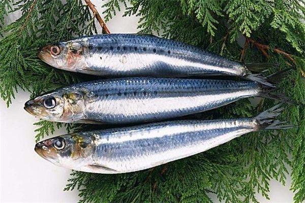 沙丁魚(yú)是海魚(yú)嗎 沙丁魚(yú)是發(fā)物嗎
