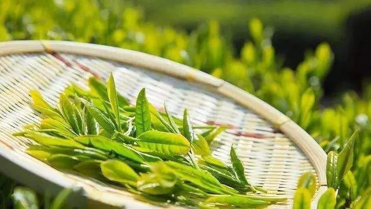茶葉有哪些種類 茶葉什么時候喝最好
