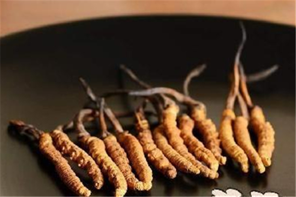蟲(chóng)草是新鮮的好還是干的好 蟲(chóng)草可以直接嚼著吃嗎