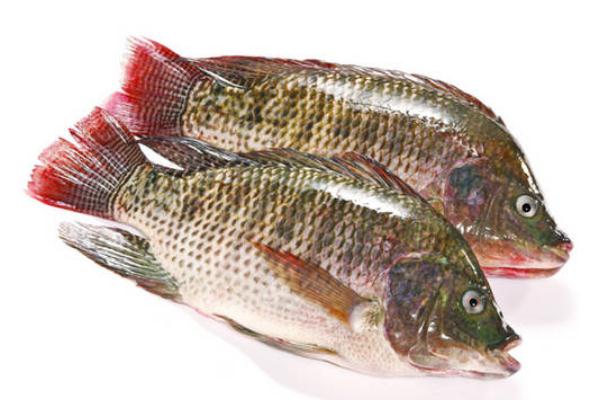 吃羅非魚對(duì)身體有害嗎 吃羅非魚會(huì)胖嗎