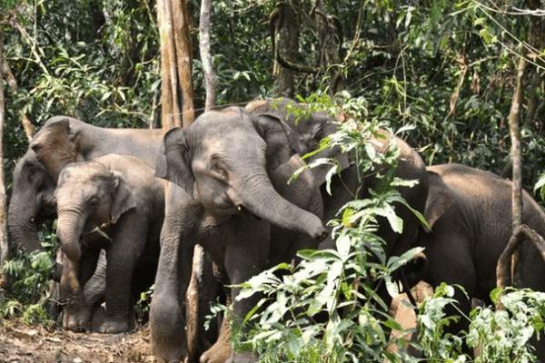 今后亞洲象還可能出現大范圍遷移 亞洲象是幾級保護動物