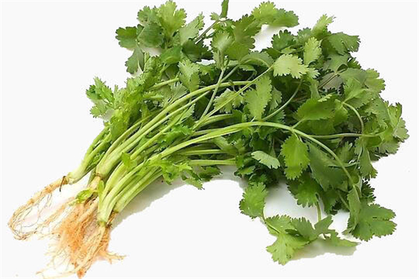 香菜為什么有人不喜歡 香菜吃了會(huì)過(guò)敏嗎