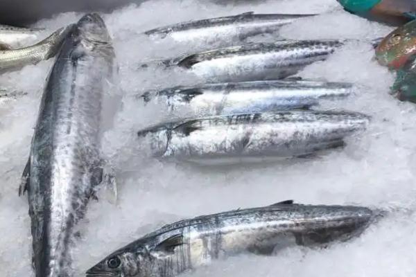 鲅魚要不要刮魚鱗 鲅魚要燉多長時(shí)間