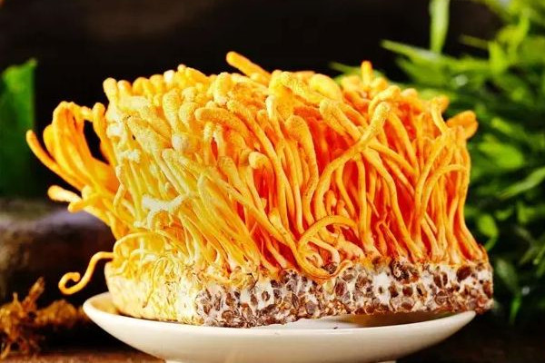 蟲草花的市場價(jià)是多少 蟲草花和什么一起煲湯最好