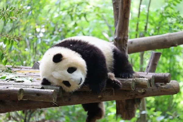 飼養(yǎng)員用竹竿打熊貓暖暖園方回應 熊貓是國家?guī)准壉Ｗo動物